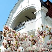 2410_7903 Stadtvilla an der Alster - blühender Magnolienbaum im Vorgarten. | 